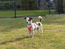MILKA, Hund, Mischlingshund in Hannover - Bild 4