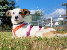 MILKA, Hund, Mischlingshund in Hannover - Bild 5