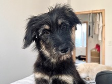 ILLY, Hund, Mischlingshund in Berlin - Bild 1