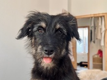 ILLY, Hund, Mischlingshund in Berlin - Bild 2