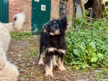 ILLY, Hund, Mischlingshund in Berlin - Bild 3