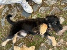 ILLY, Hund, Mischlingshund in Berlin - Bild 4