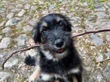 ILLY, Hund, Mischlingshund in Berlin - Bild 5