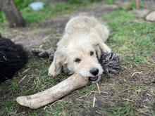 IVAN, Hund, Hütehund-Mix in Neumünster - Bild 1