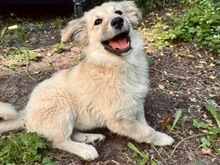 IVAN, Hund, Hütehund-Mix in Neumünster - Bild 2