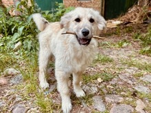 IVAN, Hund, Hütehund-Mix in Neumünster - Bild 3