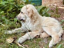 IVAN, Hund, Hütehund-Mix in Neumünster - Bild 4