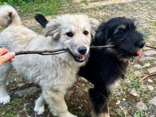 IVAN, Hund, Hütehund-Mix in Neumünster - Bild 5