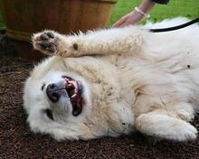 HADRIANO, Hund, Maremmano-Mix in Italien - Bild 1