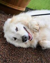 HADRIANO, Hund, Maremmano-Mix in Italien - Bild 10