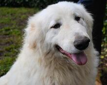 HADRIANO, Hund, Maremmano-Mix in Italien - Bild 11