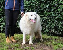 HADRIANO, Hund, Maremmano-Mix in Italien - Bild 12