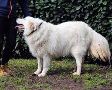 HADRIANO, Hund, Maremmano-Mix in Italien - Bild 13
