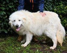 HADRIANO, Hund, Maremmano-Mix in Italien - Bild 14
