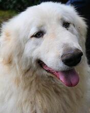 HADRIANO, Hund, Maremmano-Mix in Italien - Bild 15