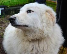 HADRIANO, Hund, Maremmano-Mix in Italien - Bild 2