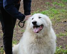 HADRIANO, Hund, Maremmano-Mix in Italien - Bild 3