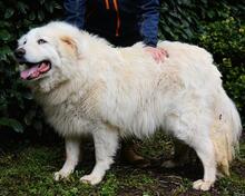 HADRIANO, Hund, Maremmano-Mix in Italien - Bild 4