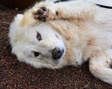 HADRIANO, Hund, Maremmano-Mix in Italien - Bild 5