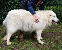 HADRIANO, Hund, Maremmano-Mix in Italien - Bild 6