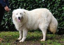 HADRIANO, Hund, Maremmano-Mix in Italien - Bild 7