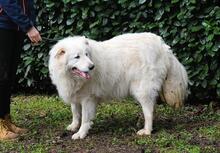 HADRIANO, Hund, Maremmano-Mix in Italien - Bild 8