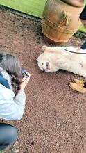 HADRIANO, Hund, Maremmano-Mix in Italien - Bild 9