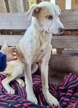LIA, Hund, Mischlingshund in Rumänien - Bild 12
