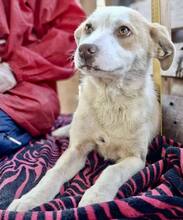 LIA, Hund, Mischlingshund in Rumänien - Bild 13