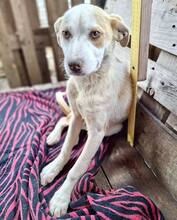 LIA, Hund, Mischlingshund in Rumänien - Bild 15