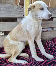 LIA, Hund, Mischlingshund in Rumänien - Bild 3