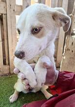 LIA, Hund, Mischlingshund in Rumänien - Bild 7
