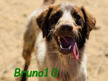 BRUNO10, Hund, Bretonischer Spaniel in Spanien - Bild 1