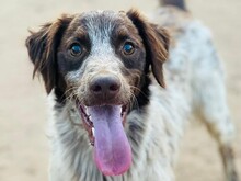 BRUNO10, Hund, Bretonischer Spaniel in Spanien - Bild 2