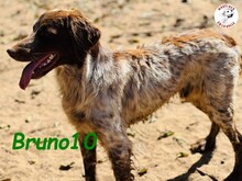 BRUNO10, Hund, Bretonischer Spaniel in Spanien - Bild 3
