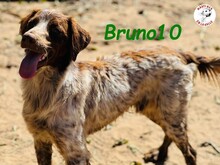 BRUNO10, Hund, Bretonischer Spaniel in Spanien - Bild 4