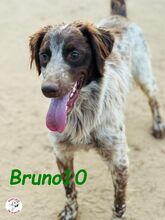 BRUNO10, Hund, Bretonischer Spaniel in Spanien - Bild 5
