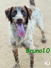 BRUNO10, Hund, Bretonischer Spaniel in Spanien - Bild 6