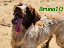 BRUNO10, Hund, Bretonischer Spaniel in Spanien - Bild 7