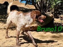 BRUNO10, Hund, Bretonischer Spaniel in Spanien - Bild 8