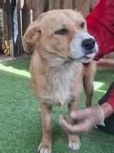 LISSI, Hund, Mischlingshund in Rumänien - Bild 10