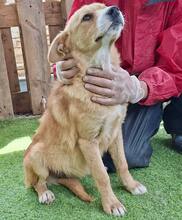 LISSI, Hund, Mischlingshund in Rumänien - Bild 11
