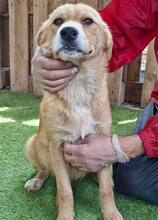 LISSI, Hund, Mischlingshund in Rumänien - Bild 12