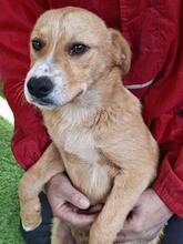 LISSI, Hund, Mischlingshund in Rumänien - Bild 13