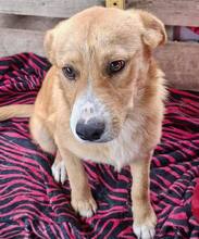 LISSI, Hund, Mischlingshund in Rumänien - Bild 14