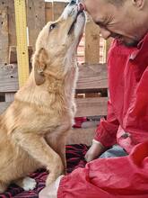 LISSI, Hund, Mischlingshund in Rumänien - Bild 15