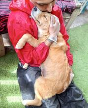 LISSI, Hund, Mischlingshund in Rumänien - Bild 2