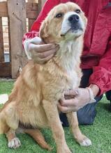 LISSI, Hund, Mischlingshund in Rumänien - Bild 5