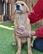 LISSI, Hund, Mischlingshund in Rumänien - Bild 7