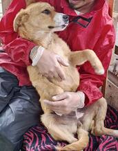 LISSI, Hund, Mischlingshund in Rumänien - Bild 9